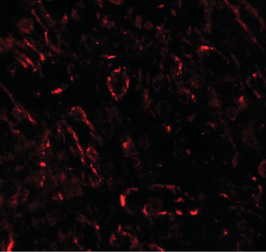 IHC-plus™ Polyclonal Rabbit anti-Human TNFSF4 / OX40L / CD252 Antibody (IHC, IF, WB)