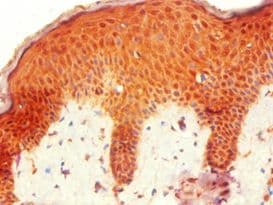 HOXB7 Antibody (aa1-120)