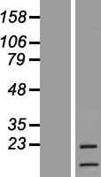 Human CSF3 / G-CSF Protein (Over-Expression Lysate Myc-DDK (Flag))