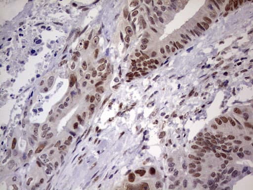Monoclonal Mouse anti-Human C14orf166 Antibody (clone OTI1G8, IHC, WB)