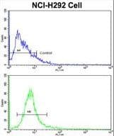 EEF1A1 Antibody (aa46-72)