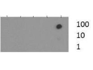 HIST3H3 Antibody (Me3-Lys36)