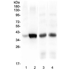 Polyclonal Rabbit anti-Human THPO / TPO / Thrombopoietin Antibody (WB)