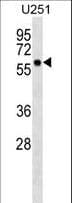 BTN3A3 Antibody (aa67-96)
