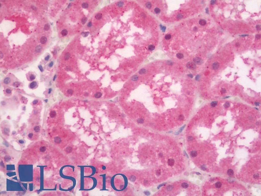 IHC-plus™ JAG1 / Jagged 1 Antibody