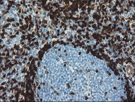 Monoclonal Mouse anti-Human GIMAP4 Antibody (clone OTI1A11, Carrier-free, IHC, IF, WB)