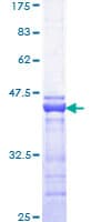 Human CREBBP / CREB Binding Protein (Recombinant GST, N-terminus)