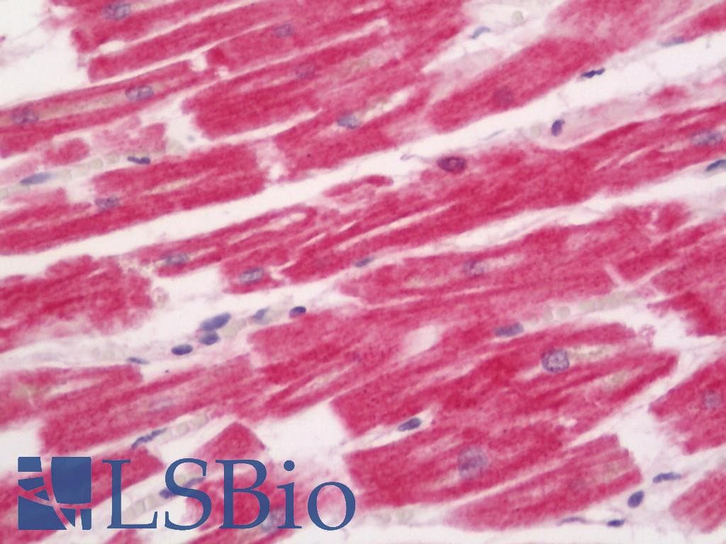 IHC-plus™ TM9SF2 Antibody (aa111-140)