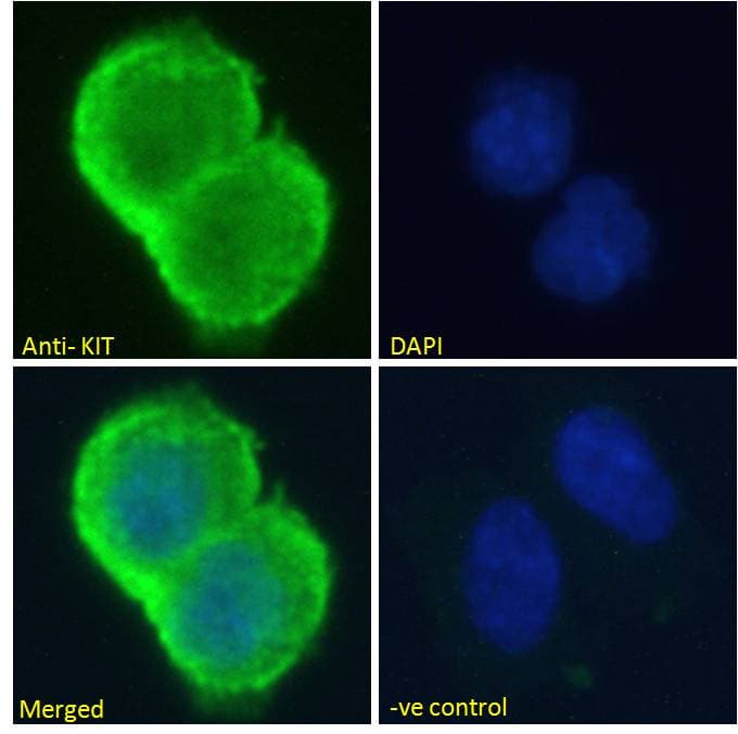 PathPlus™ c-Kit / CD117 Antibody (aa685-697)
