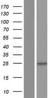 Derlin-3 / DERL3 Protein (Over-Expression Lysate Myc-DDK (Flag))