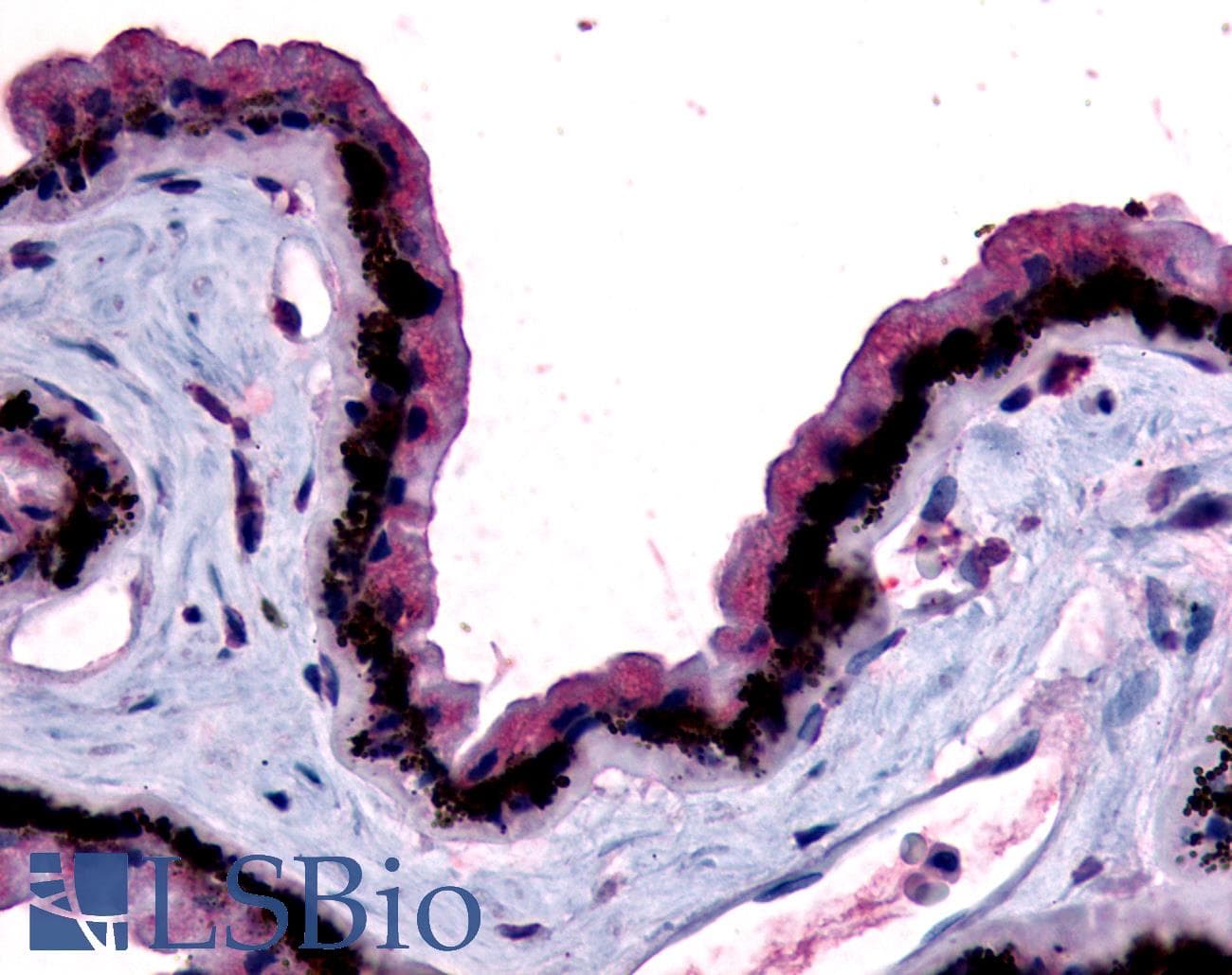 IHC-plus™ MTNR1B / MT2 Antibody (N-Terminus)