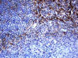 Selenium Binding Protein 1 Antibody (clone OTI3H1)