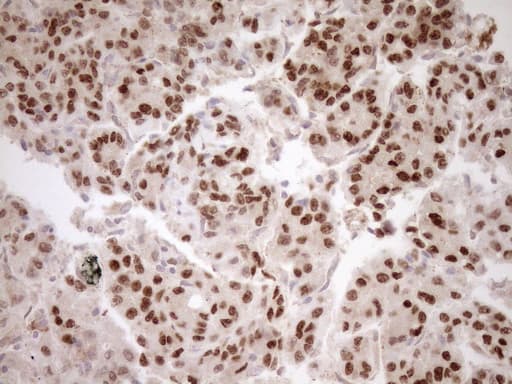 HOXC10 Antibody (aa1-262, clone OTI5C10, Carrier-free)