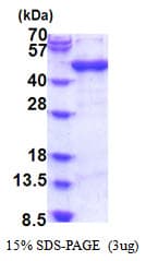 Human ARFIP1 Protein (Recombinant His)