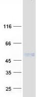 Human LBHD1 / C11orf48 Protein (Recombinant Myc-DDK (Flag))