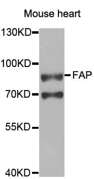 FAP Alpha Antibody