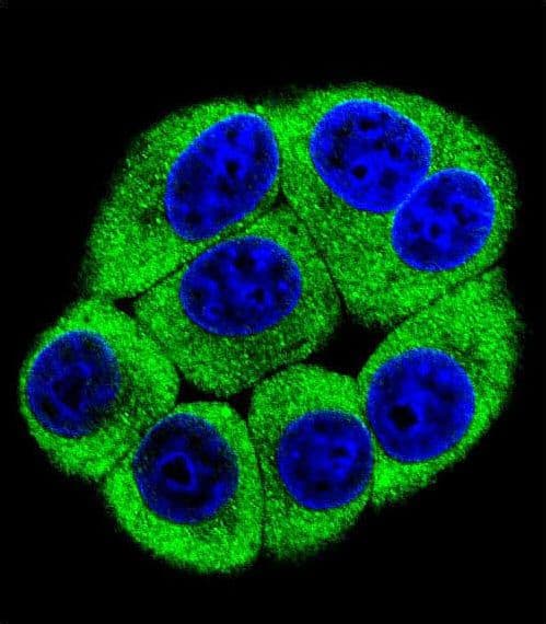 Polyclonal Rabbit anti-Human OR2T3 Antibody (aa280-308, IHC, IF, WB)