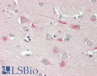 IHC-plus™ CNTNAP1 / CASPR / p190 Antibody