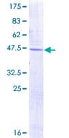 Human OLFM1 Protein (Recombinant GST)
