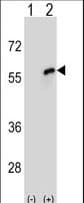 CDC20 Antibody (aa57-84)