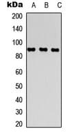 DPP4 / CD26 Antibody (Internal)