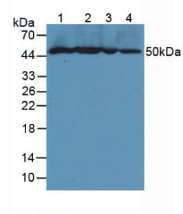 VCAM1 / CD106 Antibody (aa116-309, Cy3)