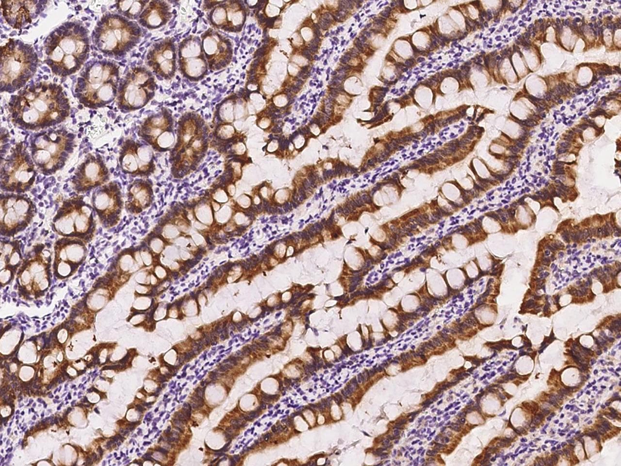 FGF9 Antibody (Preservative Free)