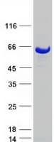 Human KLHL2 / MAV Protein (Recombinant Myc-DDK (Flag))