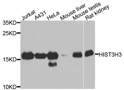 HIST3H3 Antibody
