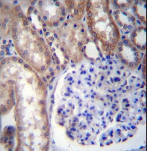 GNA14 Antibody (aa4-33)