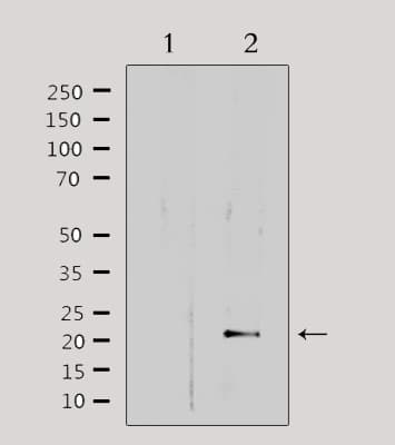 MRPL32 Antibody