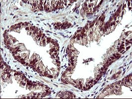 POLR3GL Antibody (clone OTI2F11, Carrier-free)