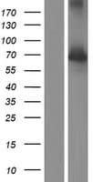 NXF2B Protein (Over-Expression Lysate Myc-DDK (Flag))