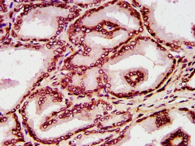 HIST1H4I Antibody