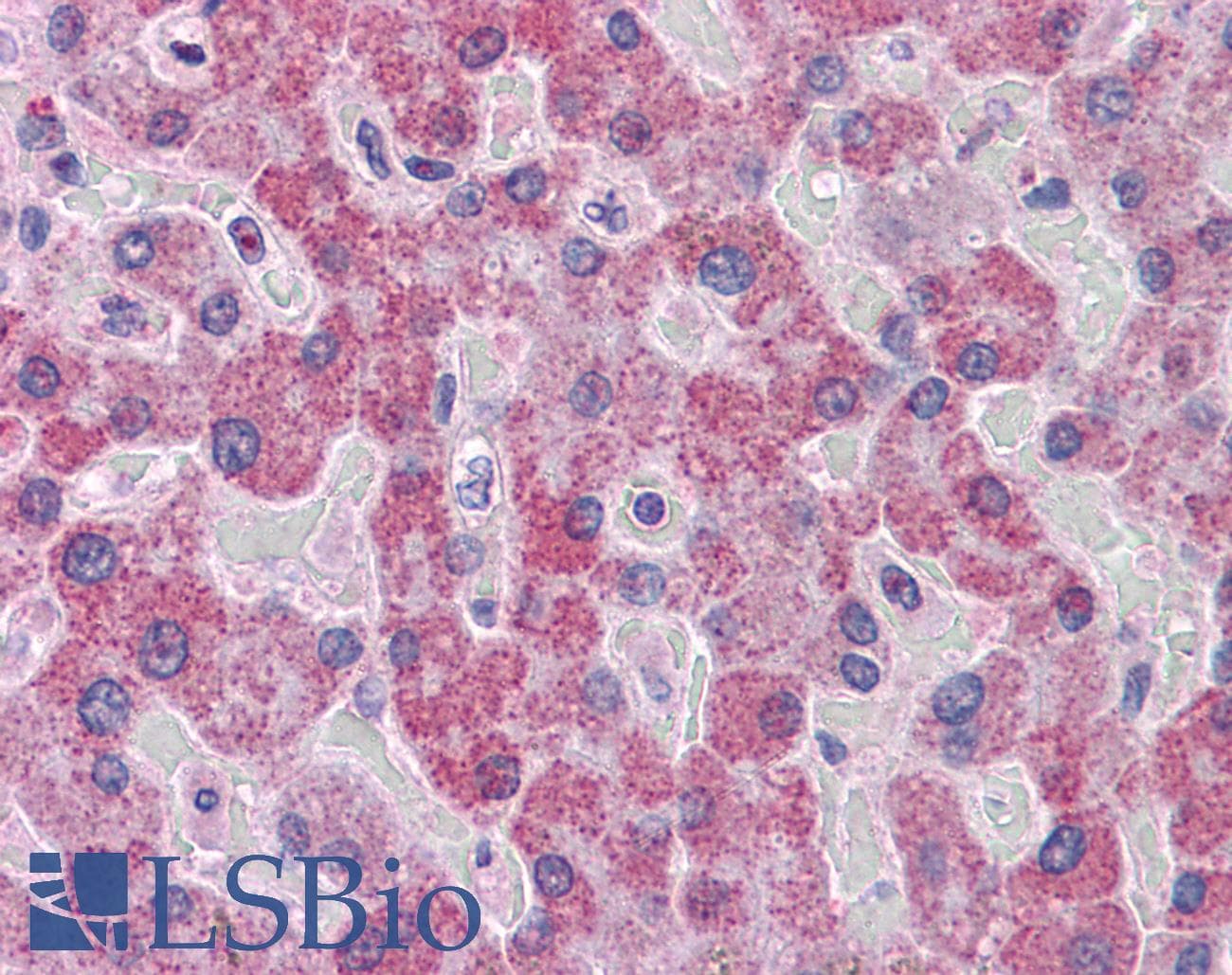 IHC-plus™ Polyclonal Goat anti-Human PARP3 Antibody (aa90-104, IHC)