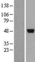 ZNF385A / ZNF385 Protein (Over-Expression Lysate Myc-DDK (Flag))