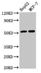 AGT / Angiotensinogen Antibody (aa44-427)