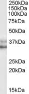IHC-plus™ NANOG Antibody (aa291-304)
