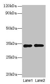 RGN / Regucalcin Antibody