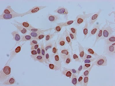 HIST1H3A Antibody