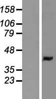 LMAN2 / VIP36 Protein (Over-Expression Lysate Myc-DDK (Flag))