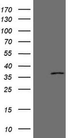 Monoclonal Mouse anti-Human EBLN2 / FLJ10213 Antibody (clone OTI2H1, WB)