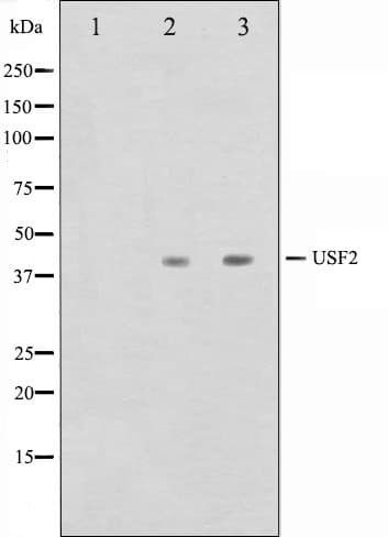 USF2 Antibody