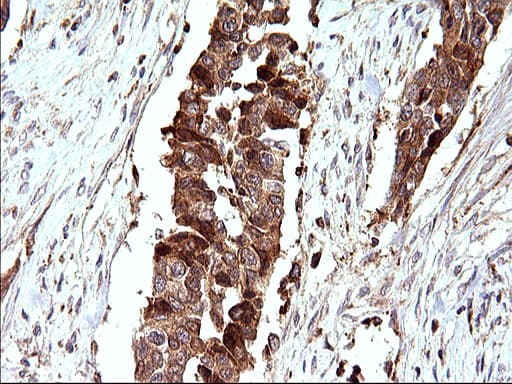 SCAMP2 Antibody (clone OTI2F1)