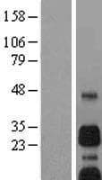 Human NIP3 / BNIP3 Protein (Over-Expression Lysate Myc-DDK (Flag))
