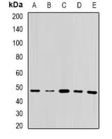 QCR2 / UQCRC2 Antibody