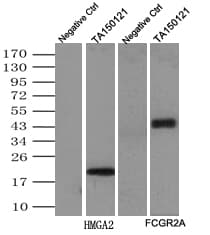 Monoclonal Mouse MYC / c-Myc Antibody (aa408-432, IF, WB)