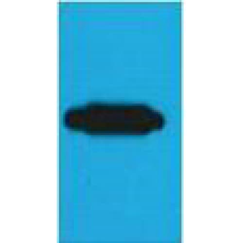 RFP Tag Antibody (clone Mix)