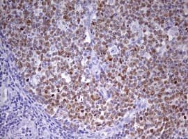 Monoclonal Mouse anti-Human CDCA7L Antibody (clone OTI6C6, aa1-337, IHC, WB)