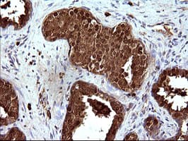 HSD17B4 Antibody (clone OTI1F3)